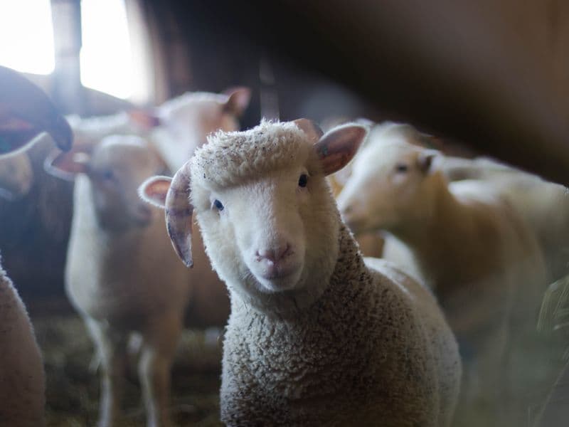 Agriculture & Livestock